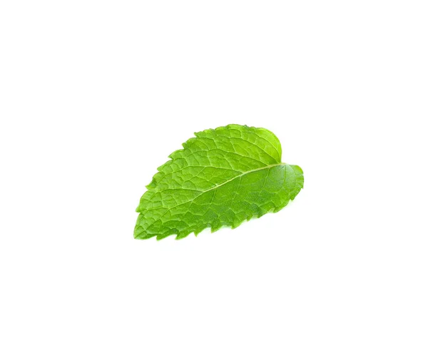 Mint leaf isolated on the white background — Stock Photo, Image