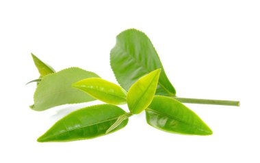 Beyaz arka plan üzerinde izole Çay yaprağı