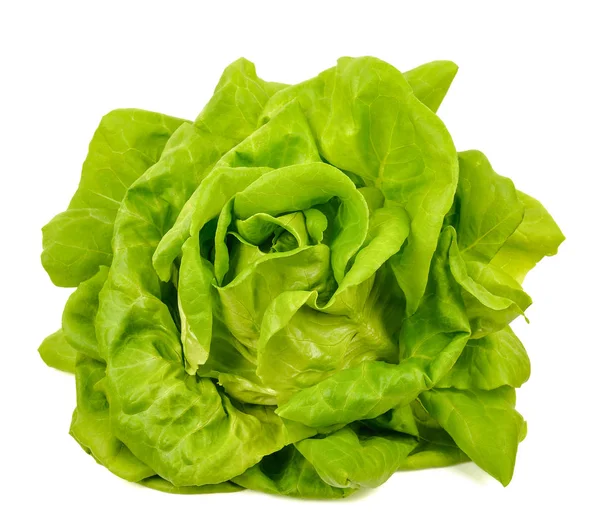 Lettuce isolated on the white background — Stock Photo, Image