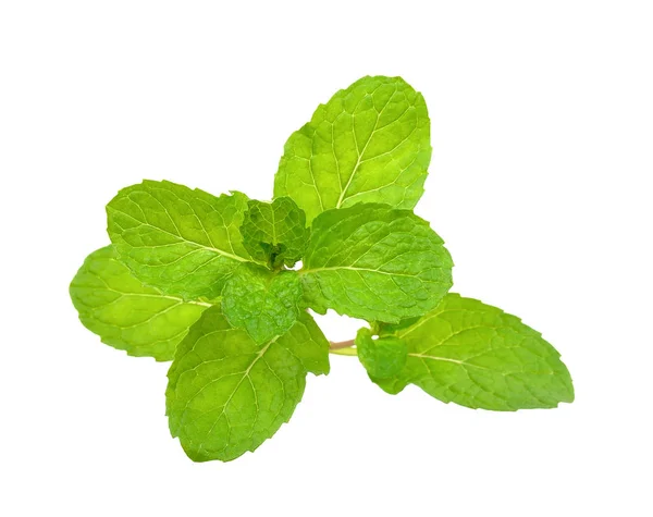 Peppermint isolated on the white background — Stock Photo, Image