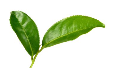 Beyaz arka plan üzerinde izole Çay yaprağı