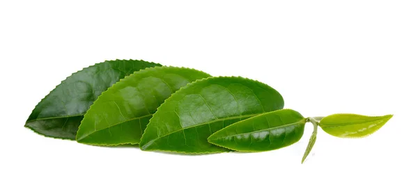 Frisches Teeblatt isoliert auf weißem Hintergrund — Stockfoto