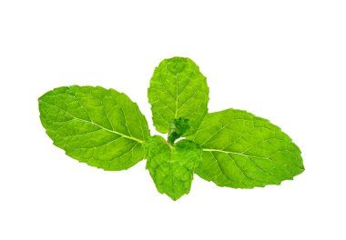 Beyaz arka plan üzerinde izole nane