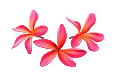 Beyaz arkaplanda izole edilmiş frangipani çiçeği