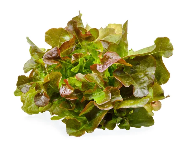 Lettuce isolated on the white background — Stock Photo, Image