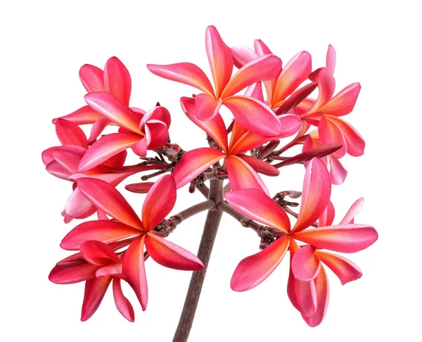 Frangipani Blume isoliert auf dem weißen Hintergrund — Stockfoto