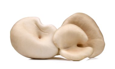 İstiridye mantar beyaz arka plan üzerinde izole