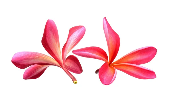 Frangipani flower isolated on the white background — Stock Photo, Image