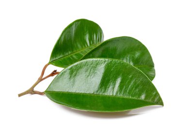 Beyaz arkaplanda yeşil yaprak izole edildi