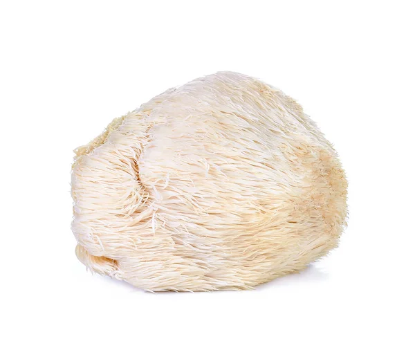 Lion crinière champignon isolé sur fond blanc — Photo