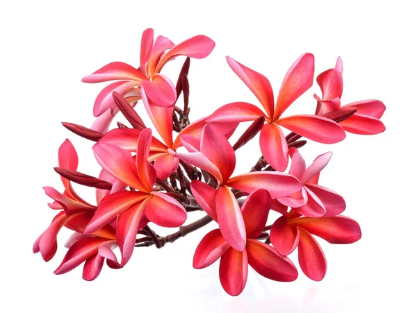 Flor frangipani aislada sobre el fondo blanco — Foto de Stock