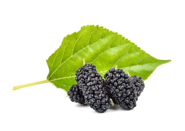 Beyaz arka plan üzerinde izole dut