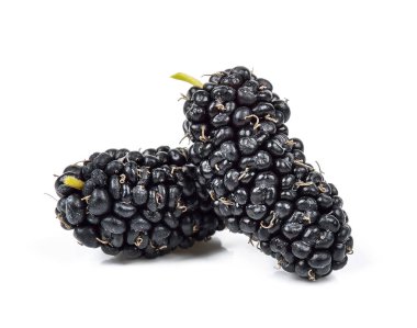 Beyaz arka plan üzerinde izole dut