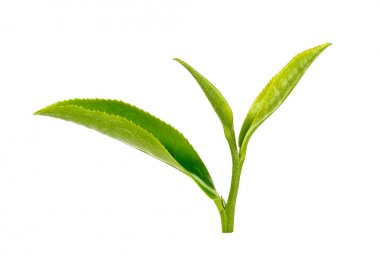 Beyaz arkaplanda yeşil çay yaprağı izole
