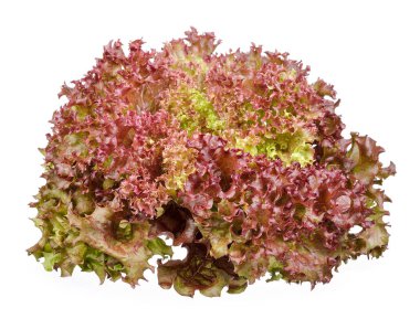Lettuce isolated on the white background clipart