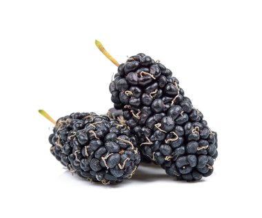 Beyaz arka plan üzerinde izole dut