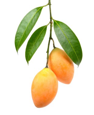 Beyaz arka planda izole Marian eriği