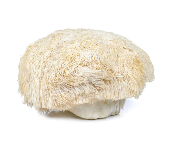 Cogumelo de juba de leão isolado no fundo branco — Fotografia de Stock