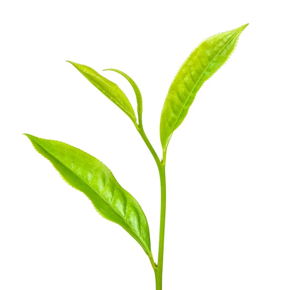 Tea leaf Stock Photo by ©dmitriidesigner 7462819