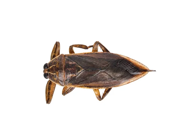 Lethocerus indicus aislado sobre fondo blanco — Foto de Stock