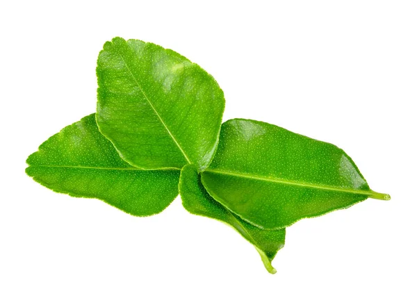 Bergamot leaf isolated on the white background — Stock Photo, Image