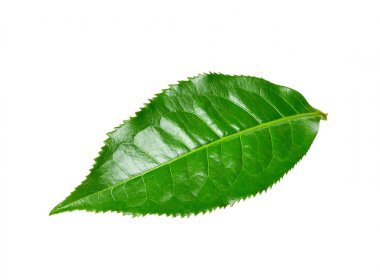 Beyaz arka plan üzerinde izole Çay yaprağı