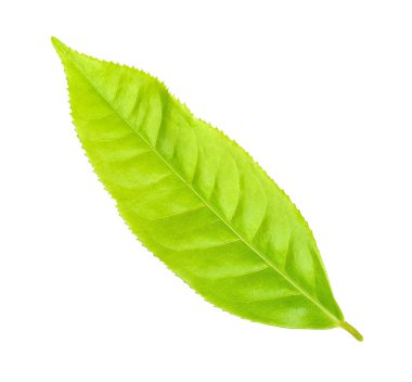 Beyaz arka plan üzerinde izole Çay yaprağı