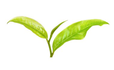 Beyaz arka plan üzerinde izole Çay yaprağı