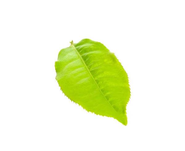 Tea leaf isolated on the white background — Stock Photo, Image