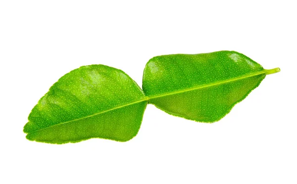 Bergamot leaf isolated on the white background — Stock Photo, Image