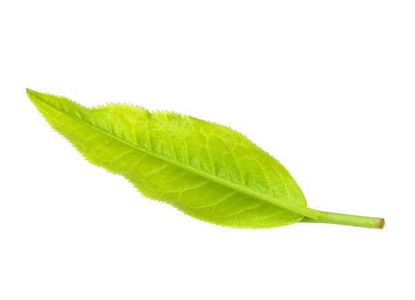 Beyaz arka plan üzerinde izole Çay yaprağı — Stok fotoğraf