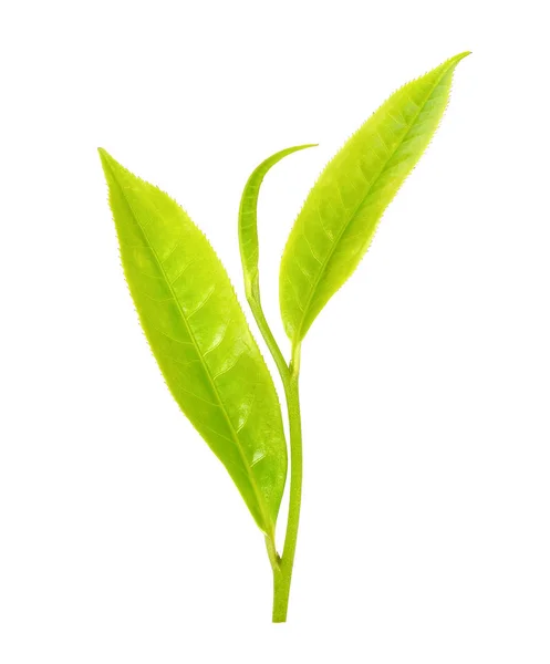 Hoja de té aislada sobre el fondo blanco — Foto de Stock