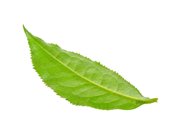 Beyaz arka plan üzerinde izole Çay yaprağı — Stok fotoğraf