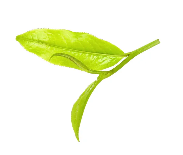 Tea leaf isolated on the white background — Stock Photo, Image