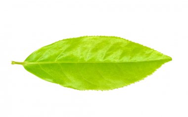 Beyaz arka plan üzerinde izole Çay yaprağı