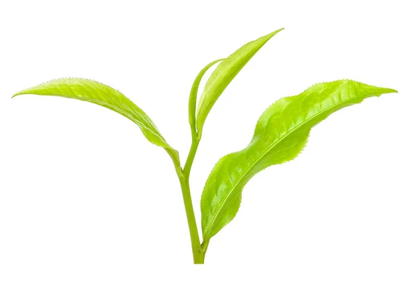 Frunză de ceai izolată pe fundal alb — Fotografie, imagine de stoc