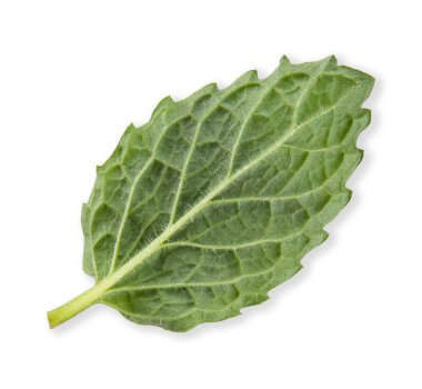 Nane şekeri beyazda izole edilmiş, nane kırpma yolu odaklanmış.