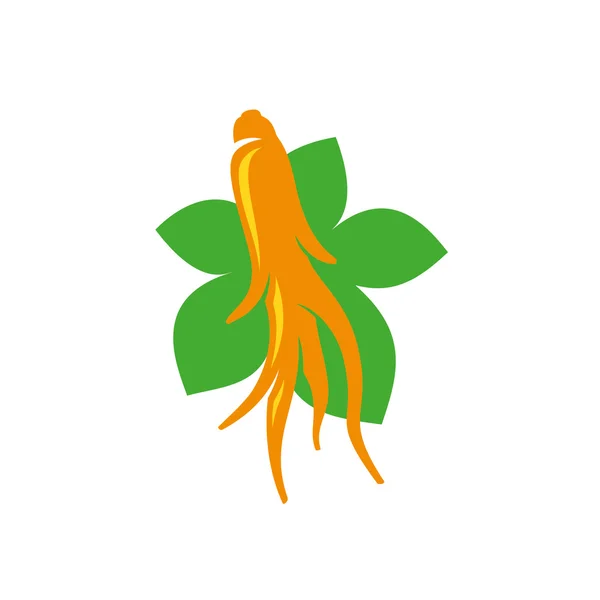 Ginseng planta de raíz — Vector de stock