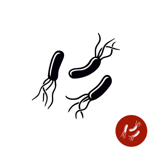 Helicobacter pylori bacteria