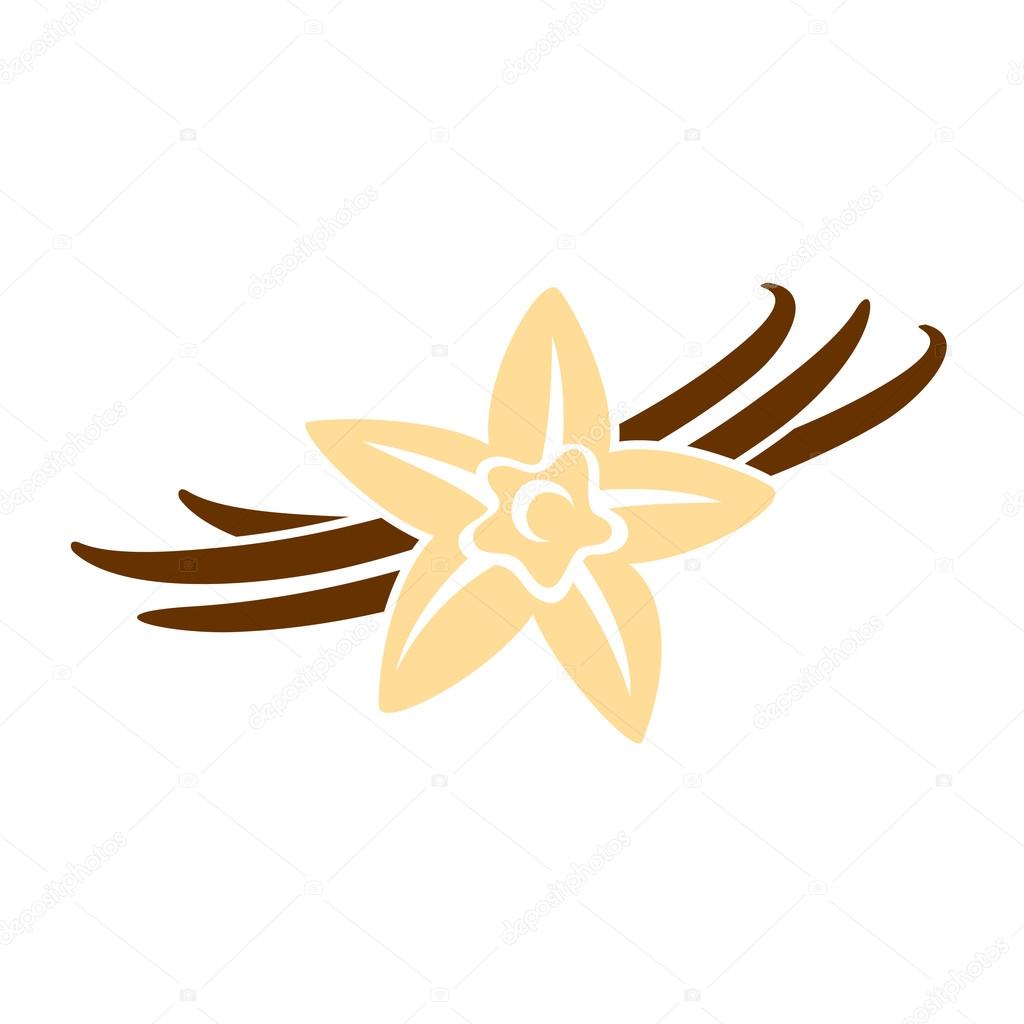 Vector illustration design of Vanilla flower