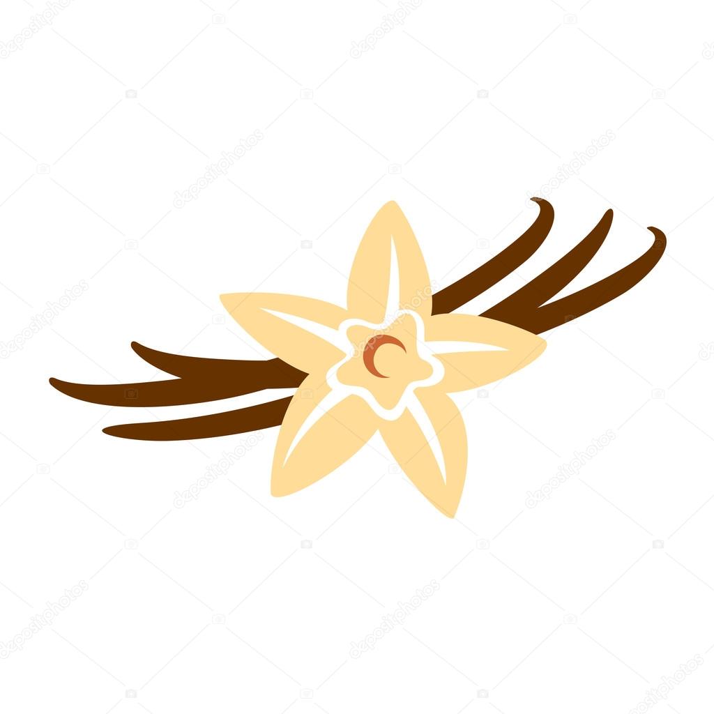 Vector illustration design of Vanilla flower