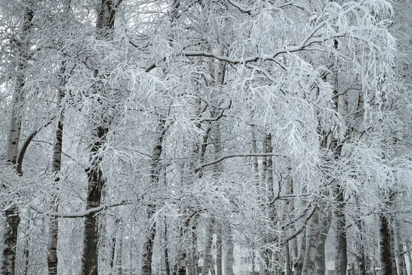Дерева, покриті снігом в зимовому парку — стокове фото