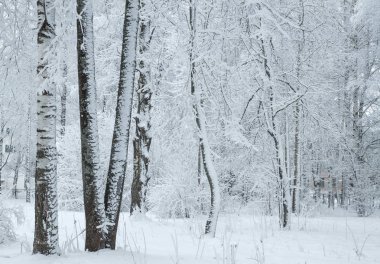kar kış Park ile kaplı ağaçlar