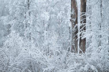 kar kış orman kaplı dalları