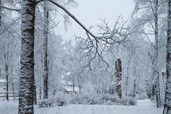 Bomen bedekt met sneeuw in de winter park — Stockfoto