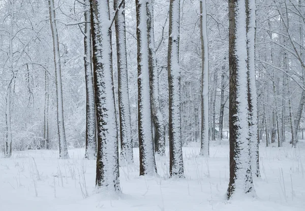 Деревья, покрытые снегом в зимнем парке — стоковое фото