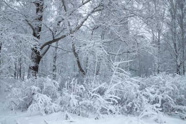 kar kış Park ile kaplı ağaçlar