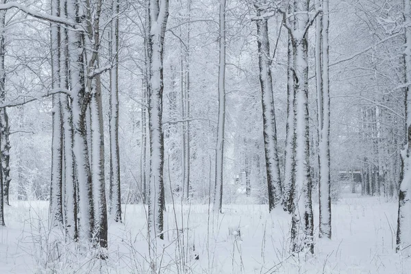 Деревья, покрытые снегом в зимнем парке — стоковое фото