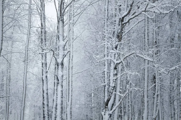Ветви, покрытые снегом в зимнем лесу — стоковое фото