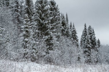 Kış ormanı karla kaplı